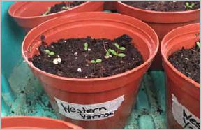 April 2016, Windermere youth will join beekeeper Brian Campbell to plant their precious seedlings in the Renfrew Ravine. Photo by Daisy Martin-Moore