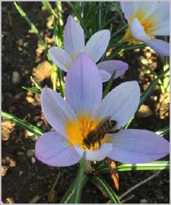 Bees are important for human survival and wildflower and pollinator gardens are spaces for them to thrive. Photo by Carmen Rosen