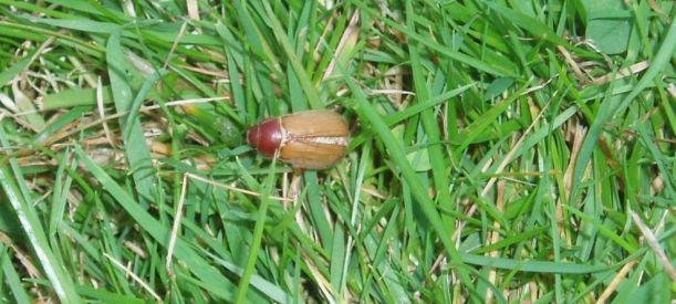 A chafer beetle in the back yard