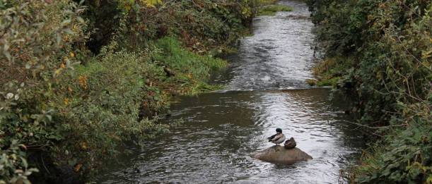 Still Creek photo with salmon and ducks