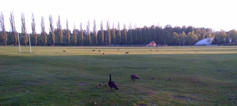 Burnaby Lake Geese