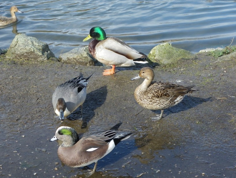 Ducks Reifel Bird Sanctuary
