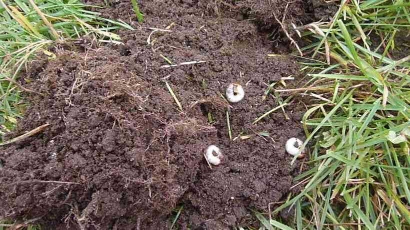 Crows and raccoons dig up your lawn to get at the delicious little white grubs.