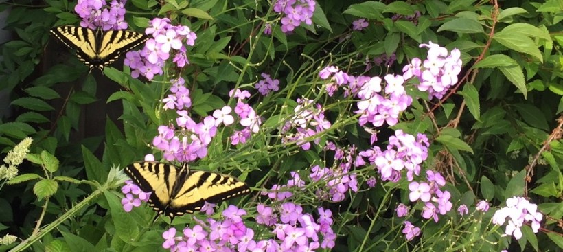 Butterflies-pollinators
