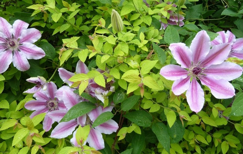 Deadheading-Garden-RCCNews-June2019